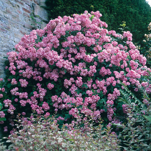 Светло-розовая - Парковая кустовая роза 
